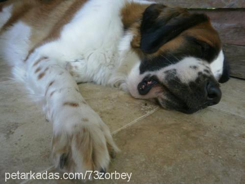 lady Dişi St. Bernard (Saint Bernard)