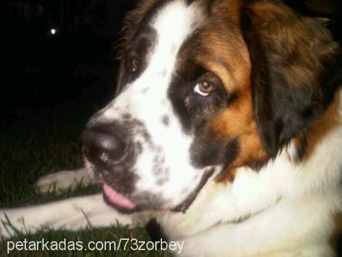 lady Dişi St. Bernard (Saint Bernard)