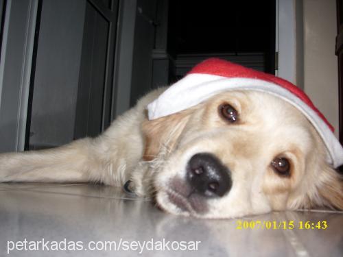 kayipmaya Dişi Golden Retriever