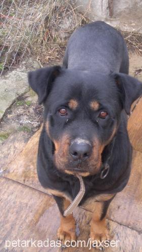 leydi Dişi Rottweiler