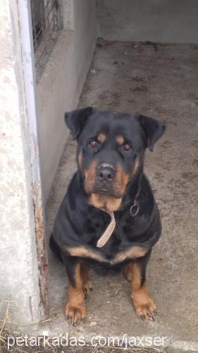 leydi Dişi Rottweiler