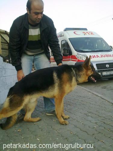 hero Erkek Alman Çoban Köpeği