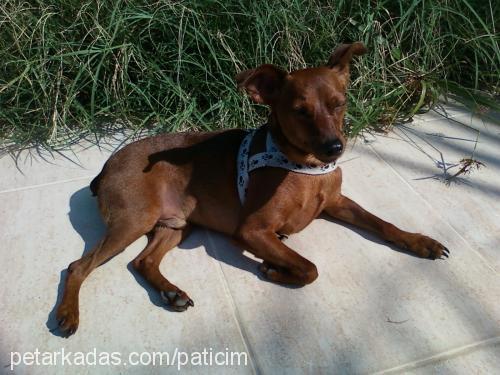 pati Erkek Minyatür Pinscher