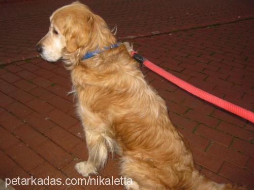 sevimlikomşum Erkek Golden Retriever