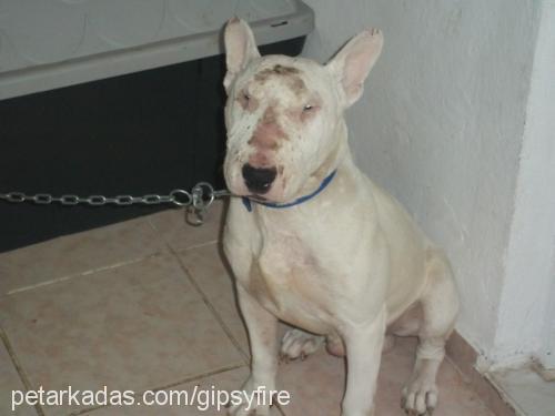 casper Erkek Bull Terrier