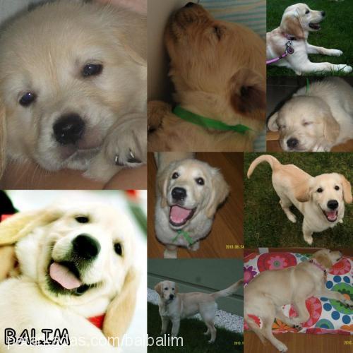 balim Dişi Golden Retriever