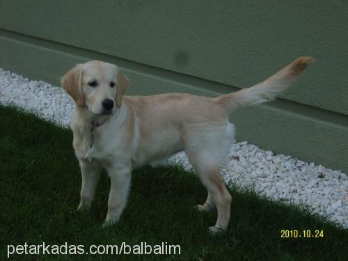 balim Dişi Golden Retriever