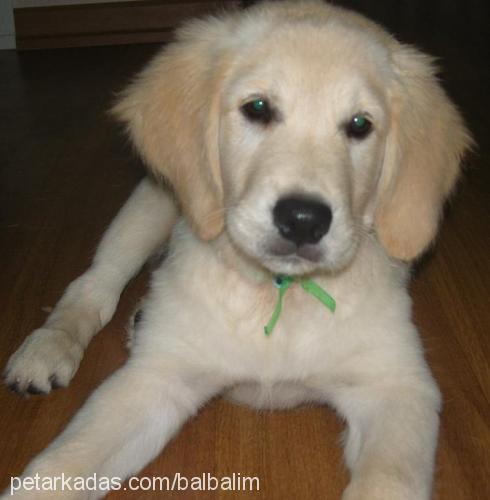 balim Dişi Golden Retriever