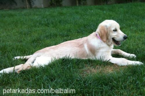 balim Dişi Golden Retriever