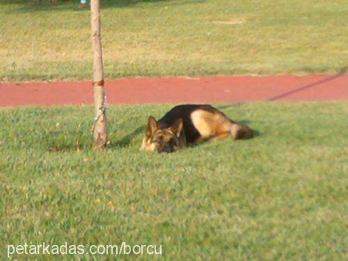 cess Erkek Alman Çoban Köpeği