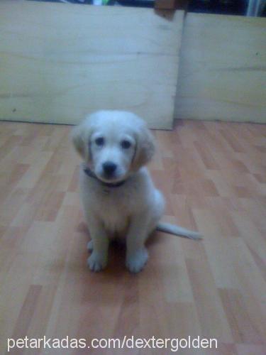 dexter Erkek Golden Retriever