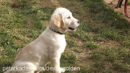 dexter Erkek Golden Retriever