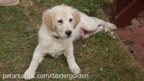 dexter Erkek Golden Retriever