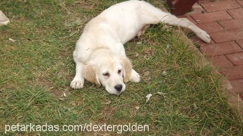 dexter Erkek Golden Retriever