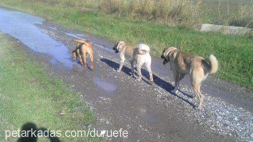 reİs Erkek Labrador Retriever