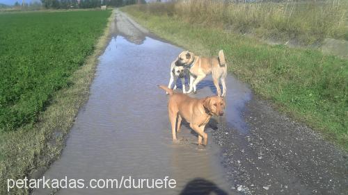 reİs Erkek Labrador Retriever