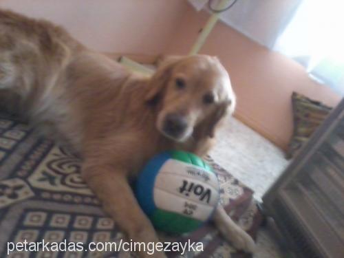 zayka Erkek Golden Retriever