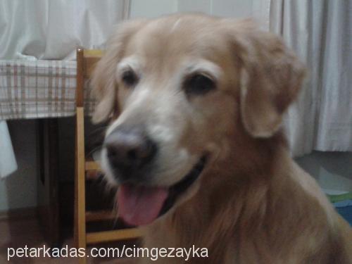 zayka Erkek Golden Retriever