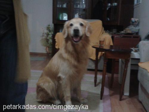 zayka Erkek Golden Retriever