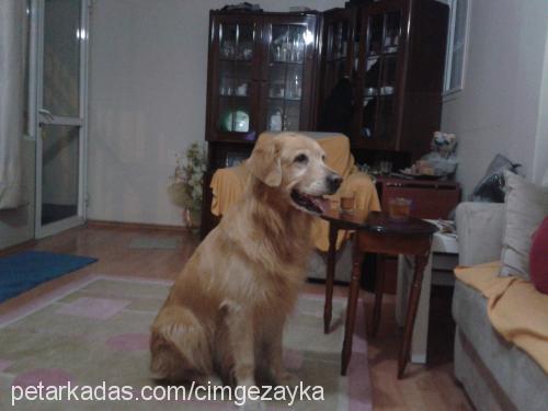 zayka Erkek Golden Retriever