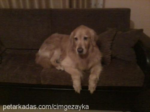 zayka Erkek Golden Retriever