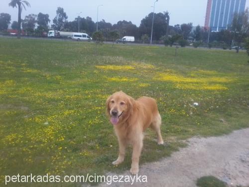 zayka Erkek Golden Retriever