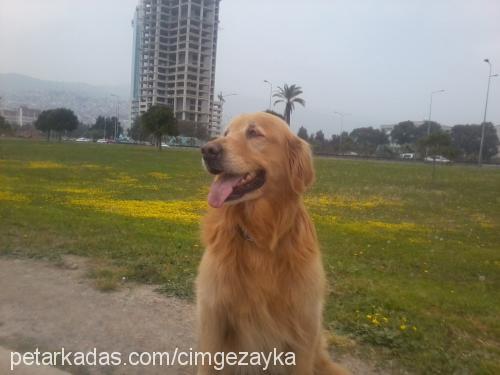 zayka Erkek Golden Retriever