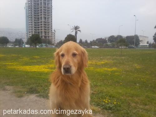 zayka Erkek Golden Retriever