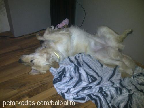 balim Dişi Golden Retriever