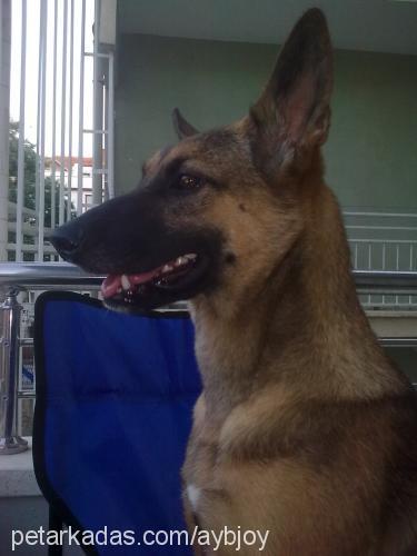 joy Dişi Belçika Malinois