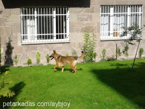 joy Dişi Belçika Malinois