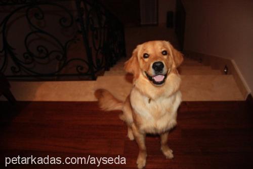 andy Erkek Golden Retriever