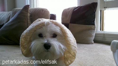 cookiemonster Erkek Maltese