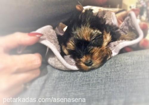 püskül Dişi Yorkshire Terrier