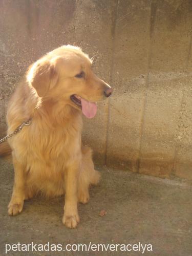 paşa Erkek Golden Retriever