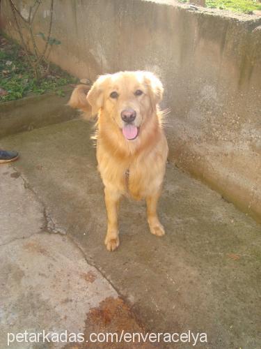 paşa Erkek Golden Retriever