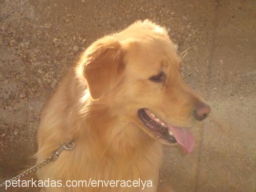 paşa Erkek Golden Retriever