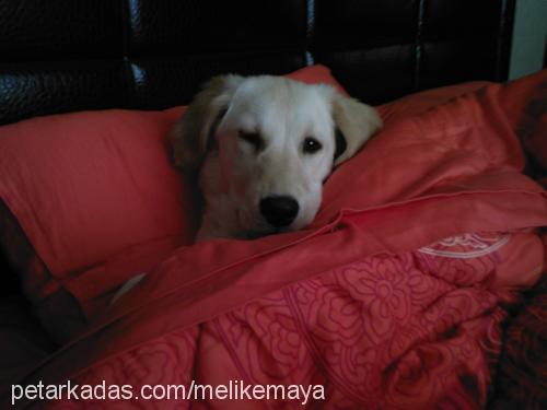 maya Dişi Golden Retriever