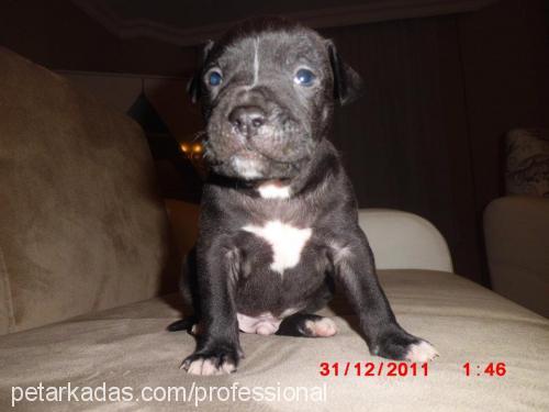 efe Erkek Amerikan Staffordshire Terrier