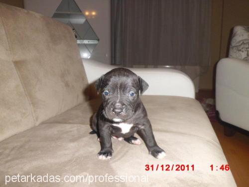 efe Erkek Amerikan Staffordshire Terrier