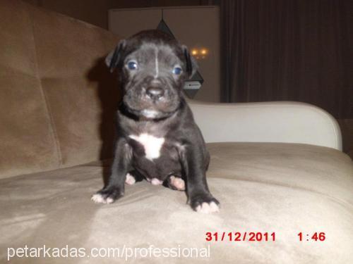 efe Erkek Amerikan Staffordshire Terrier