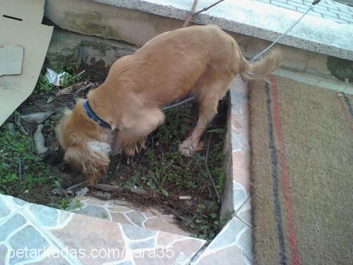 zİllİŞ Dişi İngiliz Cocker Spaniel