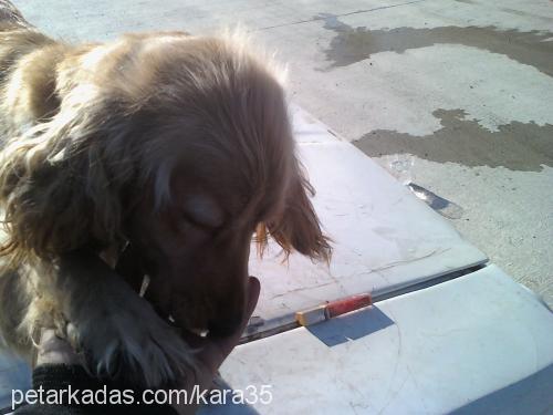 zİllİŞ Dişi İngiliz Cocker Spaniel