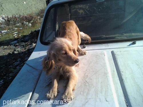 zİllİŞ Dişi İngiliz Cocker Spaniel