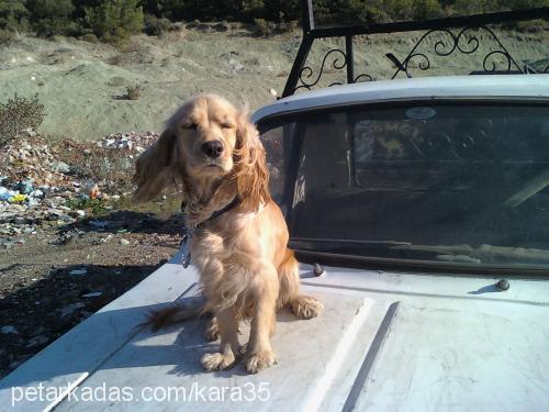 zİllİŞ Dişi İngiliz Cocker Spaniel