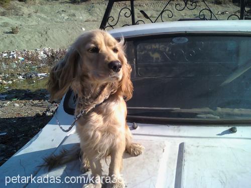 zİllİŞ Dişi İngiliz Cocker Spaniel