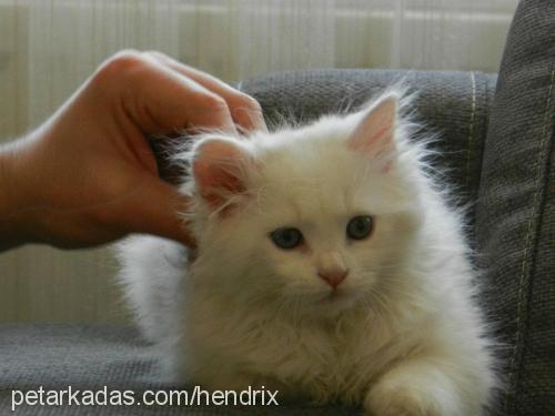 kedicik Erkek Ankara Kedisi (Angora)