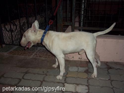 casper Erkek Bull Terrier