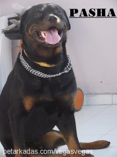 hektor Erkek Rottweiler