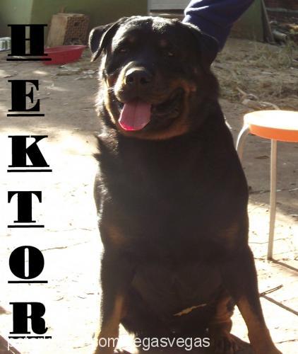 hektor Erkek Rottweiler